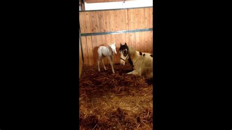 Avalon S Lethal White Filly The Day Of Her Birth Youtube