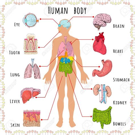 Human Brain Facts Human Body Human Body Organs