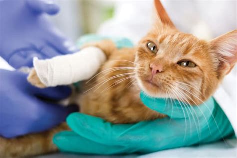 Cat Wound Care Ellenton Animal Hospital Parrish