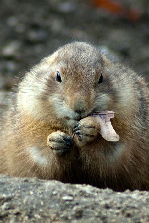 Prairie Dog Eating Stock Photo Image Of Rodent Food 24180978