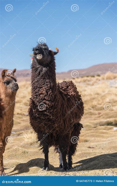 Laughing Llama Stock Image Image Of Landscape Remote 64745773