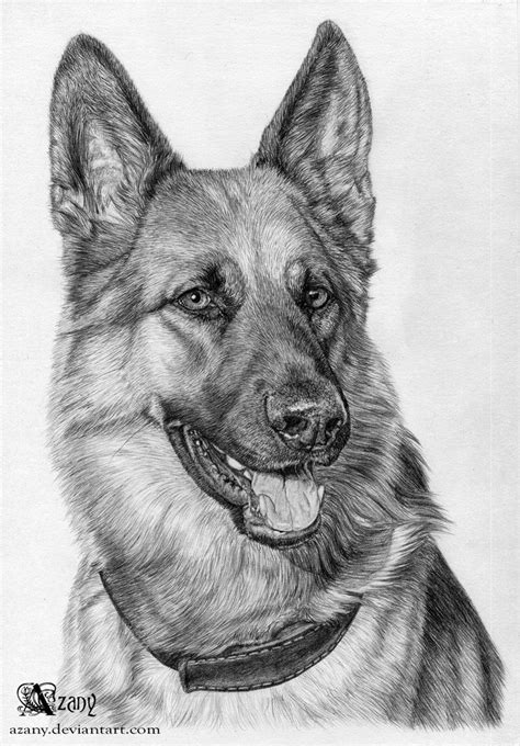 Centari By Azany On Deviantart Animal Drawings German Shepherd Art