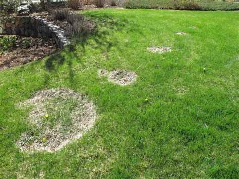 The Telltale Signs Of An Overwatered Lawn Organolawn