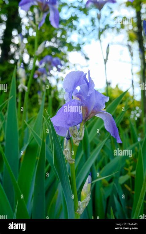 Blue Iris Flower Closeup In The Garden Across Green Grass And Trees
