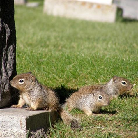 While not known to be troublemakers for most homeowners, these squirrels can get inside your home through small openings. How to Get Rid of Squirrels with Herbs | Hunker | Get rid ...
