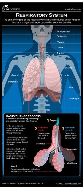 Respiratory System Zachaclairebrimira