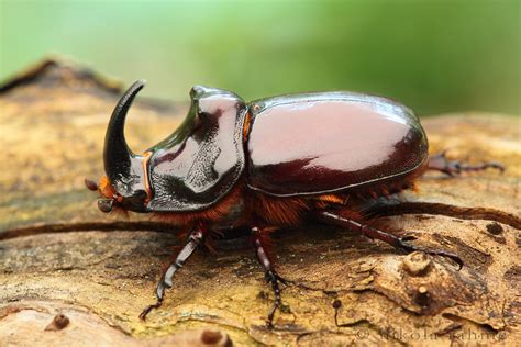 European Rhinoceros Beetle In Pet Beetle Cage Rhino Beetle Insect