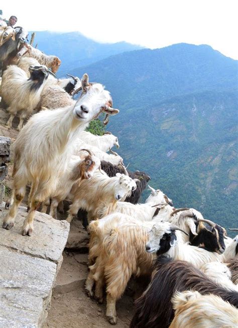Nepali Goat Farm Near Me Farm House
