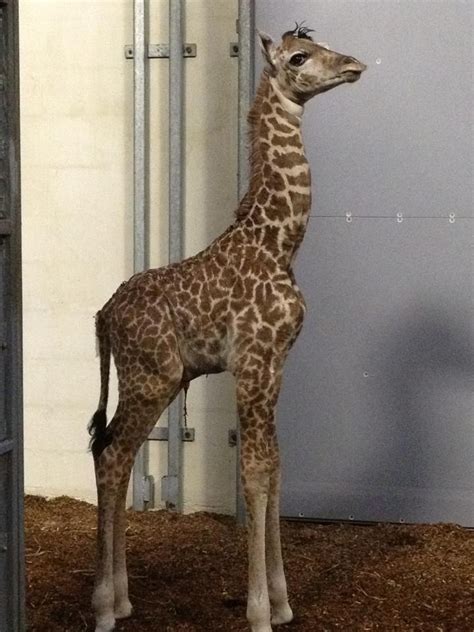 Baby Giraffe Born At Greenville Sc Zoo Refried Hippie Giraffe