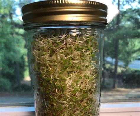 Sprouting Alfalfa Sprouts In A Mason Jar 4 Steps With Pictures
