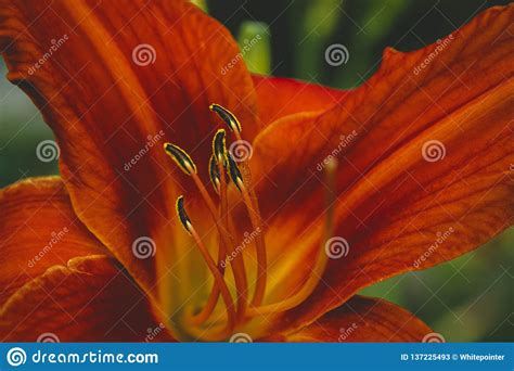 Red Tiger Lily Flower Closeup Stock Image Image Of Nature Lily