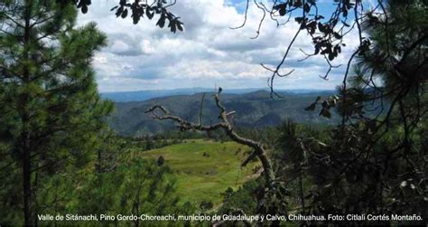 La Biodiversidad En Chihuahua Estudio De Estado Biodiversidad Mexicana
