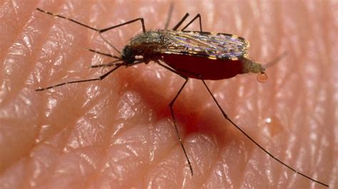 Would It Be Wrong To Eradicate Mosquitoes Bbc News