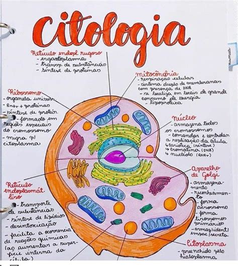Mapas Mentais Biologia Celula Eucariotica Celula Eucariotica Images