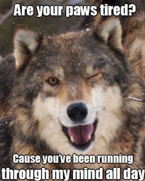 Pin By Nicki On Matthew Warrior Quotes Wolf Pack Quotes Funny Wolf