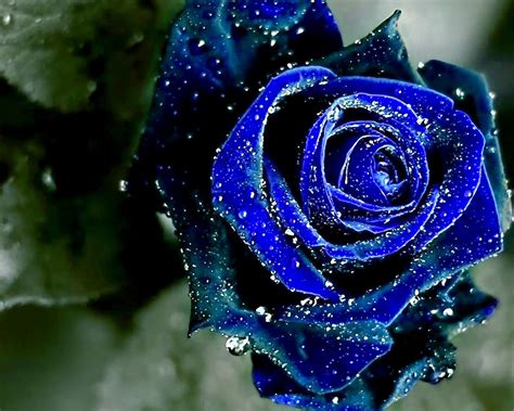 Beautiful Pictures Of Blue Roses