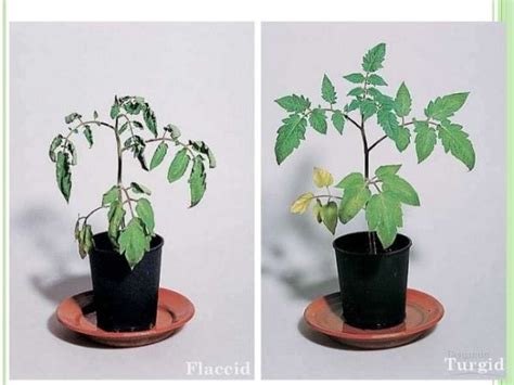 Plants have evolved to absorb water and are healthiest when their cells are turgid, or full of water. Water and ion uptake in plants - Free ZIMSEC & Cambridge ...