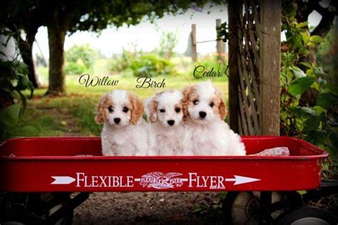 I know it is so hard to pick just one!! Beautiful Cavapoo Puppies for Sale in Portland, Oregon ...