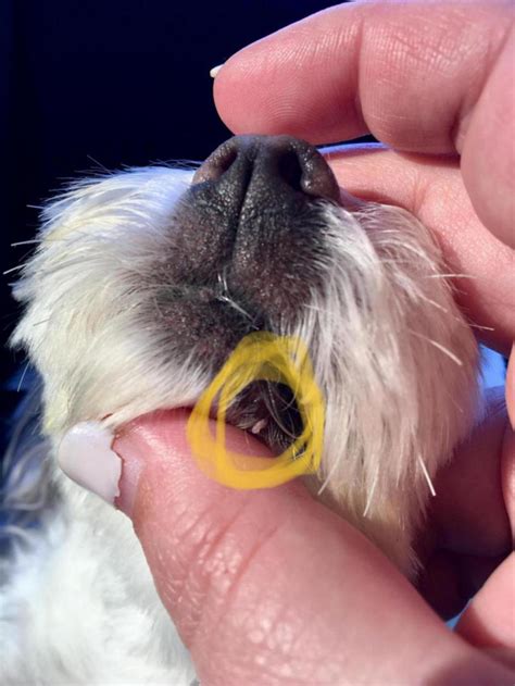Skin Tags By Mouth Maltese Dogs Forum Spoiled Maltese Forums