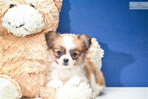 We have been papillon breeders in central florida for over 20+ years. Meet Teacup Daisy a cute Papillon puppy for sale for $595 ...
