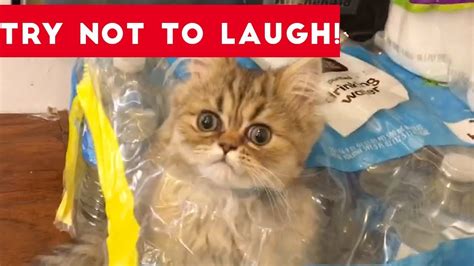 Super Funny Dog And Cat Animal Videos Watch And Die From
