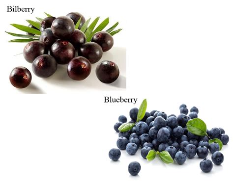 Bilberry Vs Blueberry