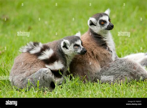 Ring Tailed Lemur Lemur Catta Madagascar Stock Photo Alamy