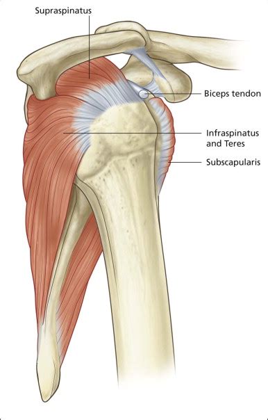 Shoulder Anatomy Supraspinatus Tendon Ppt Anatomy Of The Shoulder My