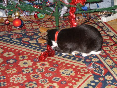 Leila Christmas Kitty By Agraellps On Deviantart