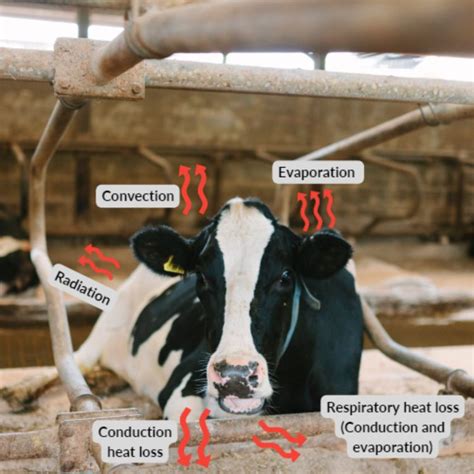 Practical Heat Stress Abatement Strategies For Dairy Cows Dairy