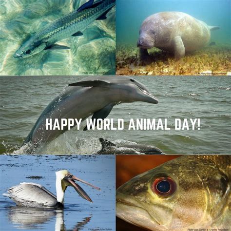 World Animal Day 10 4 2017 World Animal Day Pet Day Happy World