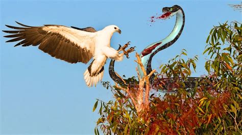 Eagle Attack Snakes Amazing Animal Eagle Vs Snake Real Fight Wild