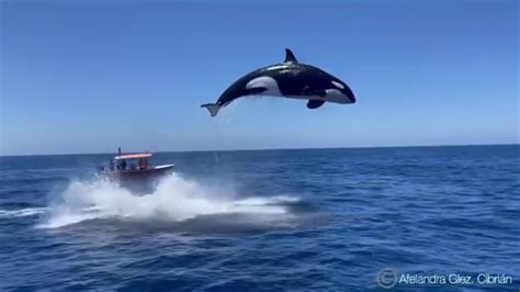 Viral Video Shows Orcas Stunning Leap Out Of The Water Wsvn 7news