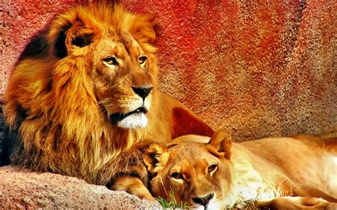 Lion Et Lionne