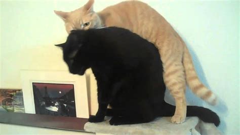 See what pantip (pantip) found on we heart it, your everyday app to get lost in what you love. my gay cats - YouTube