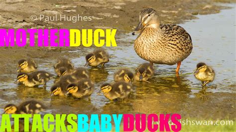 Duck takes licks in lake luke luck likes. Mother Duck Attacks Baby Ducks - YouTube