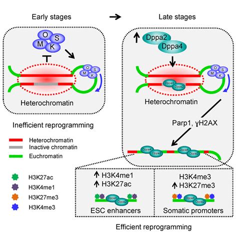 Dppa24 Facilitate Epigenetic Remodeling During Reprogramming To