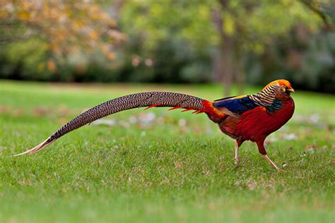 Golden Pheasant Facts And Beyond Biology Dictionary