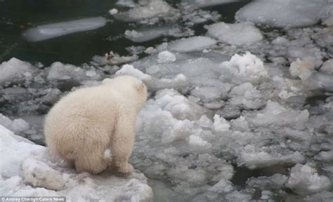 Adorable Moment Polar Bear Cub Plucks Up The Courage To Go For A Dip