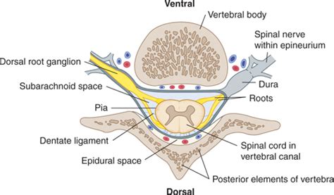 The Vertebral Column And Other Structures Surrounding The