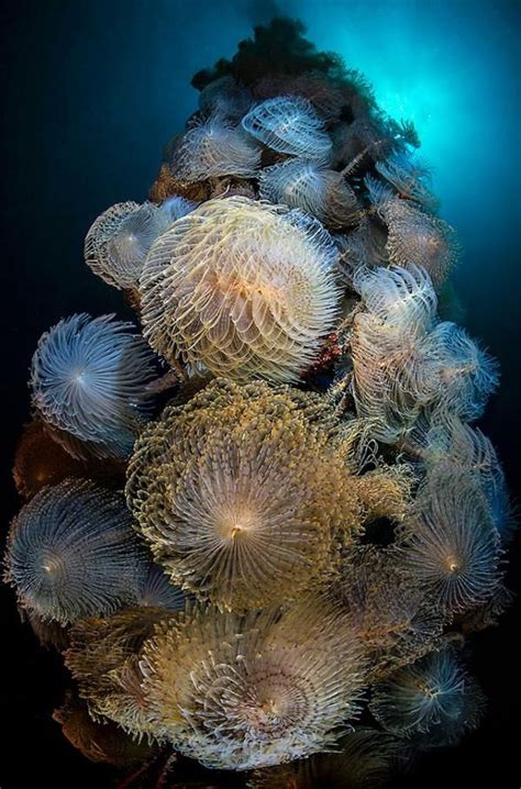 Underwater Fireworks Feather Duster Worms Colonizing On