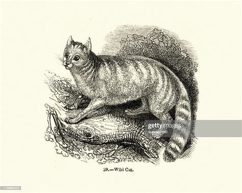 Natural History Felines Wild Cat High Res Vector Graphic Getty Images