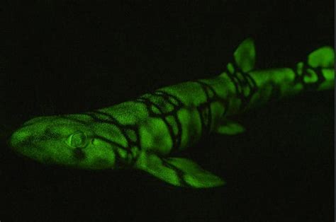 Questi Squali Fluorescenti Emettono Luce Attraverso Uno Meccanismo Unico In Natura Ecco Come