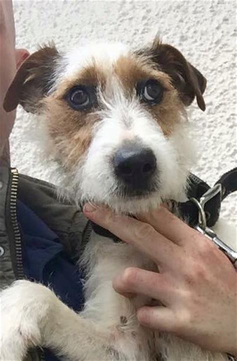 bouncer  month  male parson russell cross wire haired fox terrier   adoption