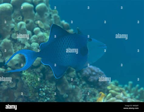Red Toothed Triggerfish Odonus Niger Swimming Over Coral Reef Of