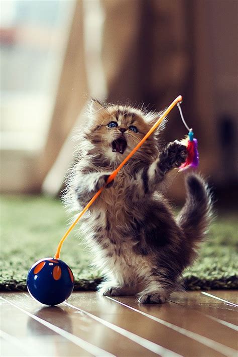 Hehe D Cute Little Kittens Kittens Cutest Baby Animals Pictures