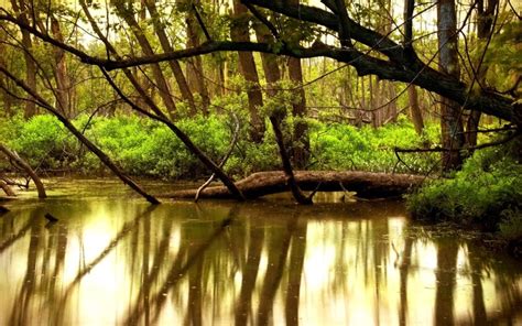 1920x1200 River Reflection Forest Trees Nature Landscape Wallpaper