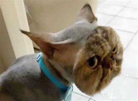 It's pretty expensive because they have to sedate him, but. cats / Boing Boing