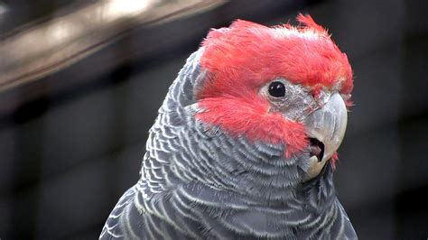 A Red Headed Parrot