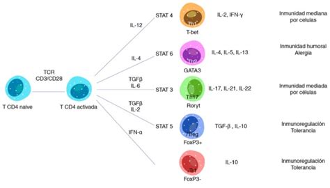 Principales vías de diferenciación de las células T CD4 Adaptado de